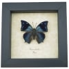 Anaea xenocles Blue Butterfly Real Framed Taxidermy Display