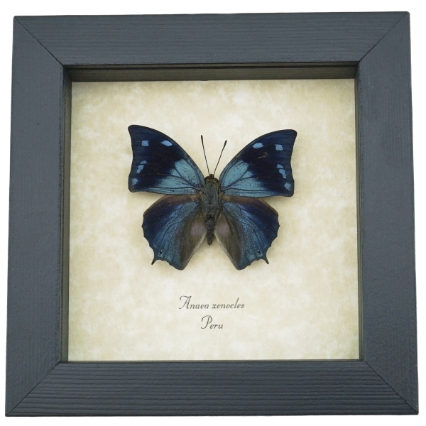 Anaea xenocles Blue Butterfly Real Framed Taxidermy Display