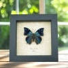 Anaea xenocles Blue Butterfly Real Framed Taxidermy Display