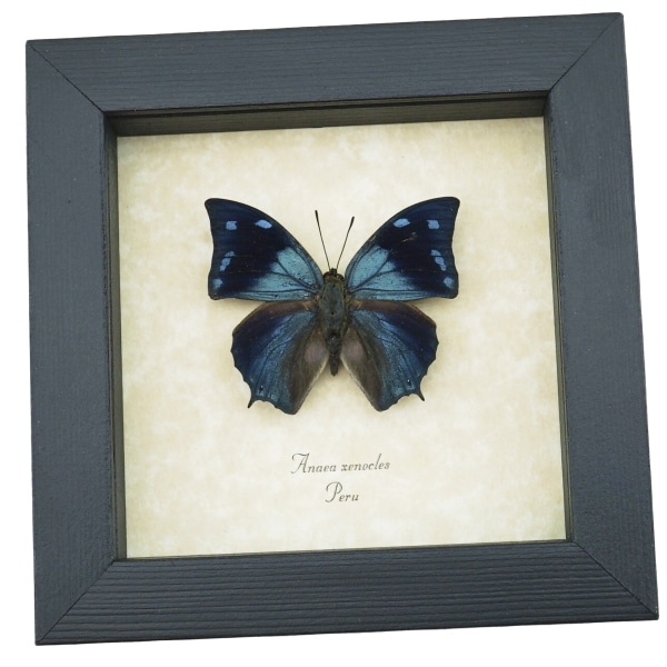 Anaea xenocles Blue Butterfly Real Framed Taxidermy Display