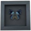 Anaea xenocles Blue Butterfly Real Framed Taxidermy Moonlight Display