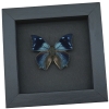 Anaea xenocles Blue Butterfly Real Framed Taxidermy Moonlight Display