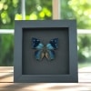 Anaea xenocles Blue Butterfly Real Framed Taxidermy Moonlight Display