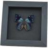 Anaea xenocles Blue Butterfly Real Framed Taxidermy Moonlight Display