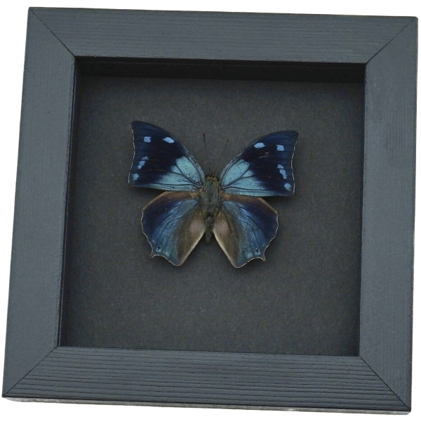 Anaea xenocles Blue Butterfly Real Framed Taxidermy Moonlight Display