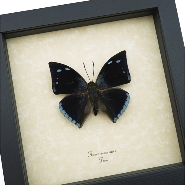 Anaea xenocrates Blue Teardrop Butterfly Framed Taxidermy Display