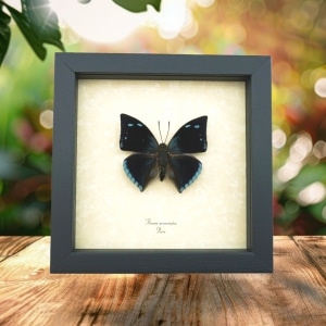 Anaea xenocrates Blue Teardrop Butterfly Framed Taxidermy Display