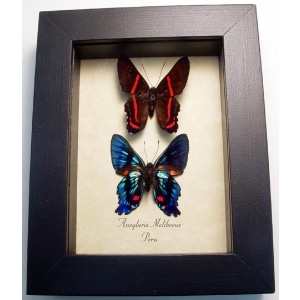 Ancyluris meliboeus Set Butterflies Metallic Blue Butterfly Framed Taxidermy