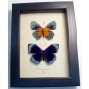 Asterope Degandii Pair Blue Butterflies Framed Taxidermy Butterfly Display