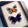 Asterope Degandii Pair Blue Butterflies Framed Taxidermy Butterfly Display