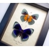 Asterope Degandii Pair Blue Butterflies Framed Taxidermy Butterfly Display