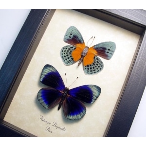 Asterope Degandii Pair Blue Butterflies Framed Taxidermy Butterfly Display