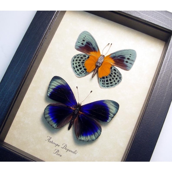 Asterope Degandii Pair Blue Butterflies Framed Taxidermy Butterfly Display