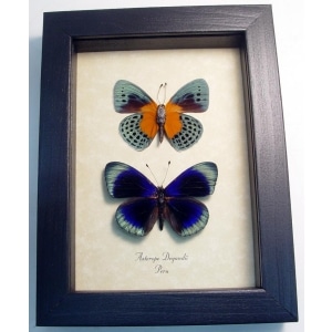 Asterope Degandii Pair Blue Butterflies Framed Taxidermy Butterfly Display