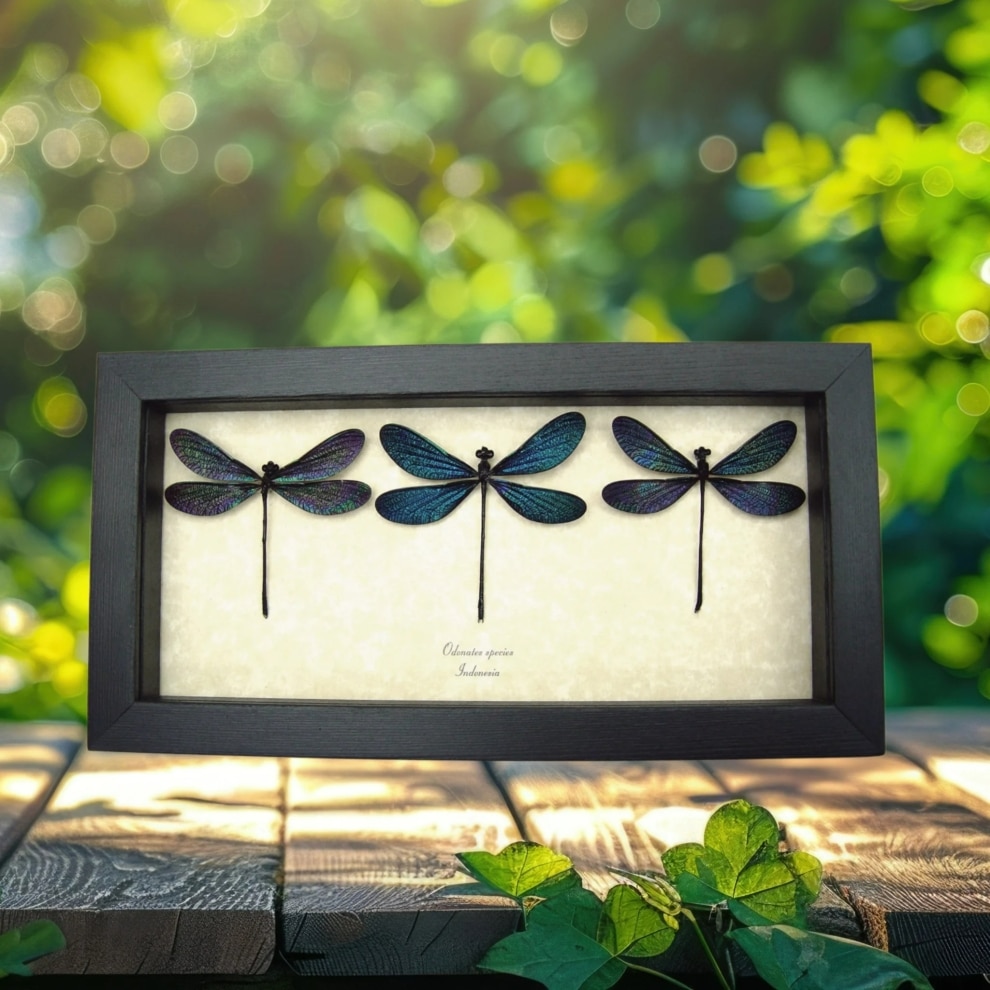 Real Damselfly collection Aurora Borealis Northern Lights Damselflies Framed Taxidermy Display