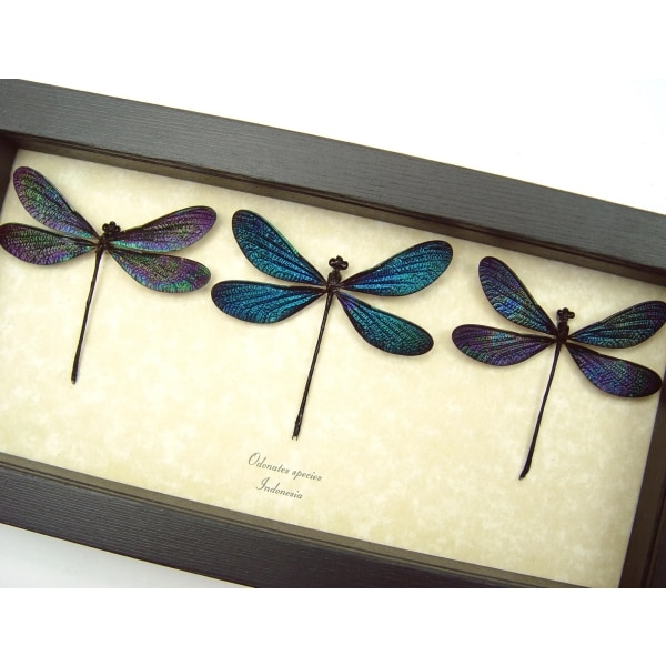 Real Damselfly collection Aurora Borealis Northern Lights Damselflies Framed Taxidermy Display