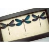 Real Damselfly collection Aurora Borealis Northern Lights Damselflies Framed Taxidermy Display