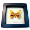 Automeris Io Silk Moth Real Framed Taxidermy Display