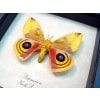 Automeris Io Silk Moth Yellow Pink Io Silkmoth Framed Taxidermy Display
