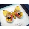 Automeris Io Silk Moth Real Framed Taxidermy Display