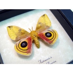 Automeris Io Silk Moth Real Framed Taxidermy Display