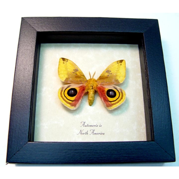 Automeris Io Silk Moth Real Framed Taxidermy Display