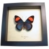 Real Framed Pink Blue Butterfly Batesia hypochlora Taxidermy Display