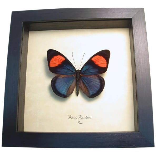 Real Framed Pink Blue Butterfly Batesia hypochlora Taxidermy Display