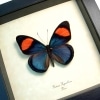 Real Framed Pink Blue Butterfly Batesia hypochlora Taxidermy Display