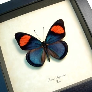 Real Framed Pink Blue Butterfly Batesia hypochlora Taxidermy Display