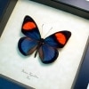 Real Framed Pink Blue Butterfly Batesia hypochlora Taxidermy Display