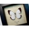 Belenois calypso Calypso White African Butterfly Framed Taxidermy Display