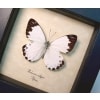 Calypso White African Butterfly Belenois calypso Framed Taxidermy Display