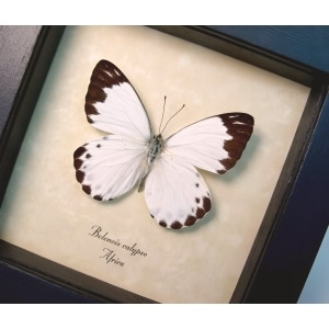 Calypso White African Butterfly Belenois calypso Framed Taxidermy Display