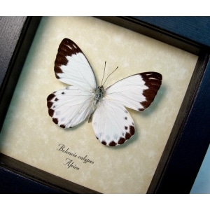 Belenois calypso Calypso White African Butterfly Framed Taxidermy Display