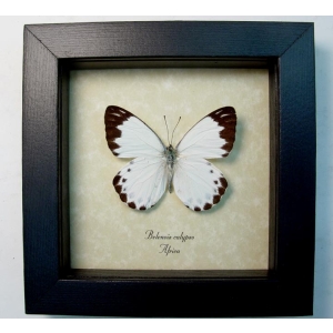 Belenois calypso Calypso White African Butterfly Framed Taxidermy Display