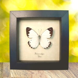Calypso White African Butterfly Belenois calypso Framed Taxidermy Display