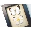 Calypso White Butterflies Belenois calypso Pair Framed Taxidermy Display