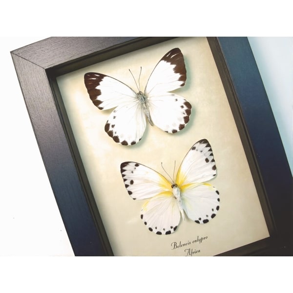 Calypso White Butterflies Belenois calypso Pair Framed Taxidermy Display