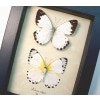 Calypso White Butterflies Belenois calypso Pair Framed Taxidermy Display