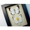 Belenois calypso Pair Calypso White Butterflies Framed Taxidermy Displaycalypso Pair Calypso White Butterflies