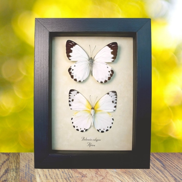 Calypso White Butterflies Belenois calypso Pair Framed Taxidermy Display Calypso White Butterflies Belenois calypso Pair Framed Taxidermy Display