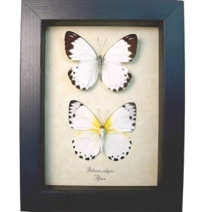 Calypso White Butterflies Belenois calypso Pair Framed Taxidermy Display