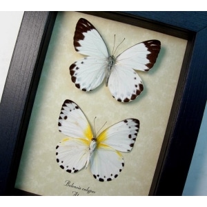 Belenois calypso Pair Calypso White Butterflies Framed Taxidermy Display
