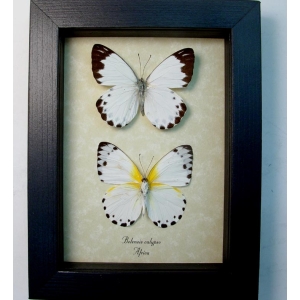 Belenois calypso Pair Calypso White Butterflies Framed Taxidermy Display