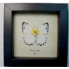 Belenois calypso Verso Calypso White Butterfly Framed Taxidermy Display