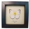 Calypso White African Butterfly Belenois calypso Verso Framed Taxidermy Display