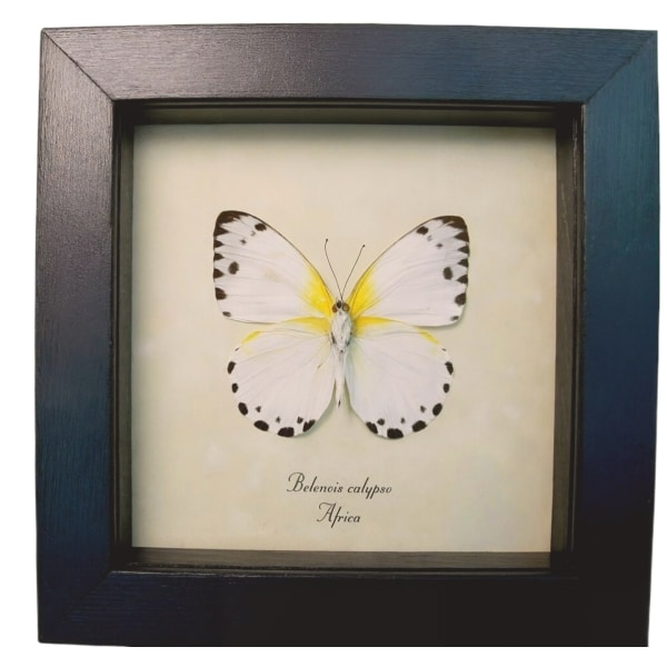 Calypso White African Butterfly Belenois calypso Verso Framed Taxidermy Display