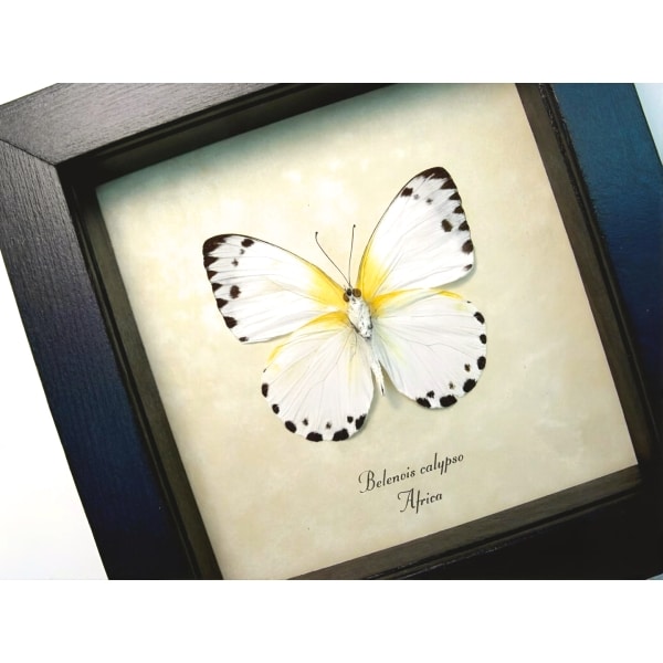 Calypso White African Butterfly Belenois calypso Verso Framed Taxidermy Display