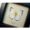 Belenois calypso Verso Calypso White Butterfly Framed Taxidermy Display